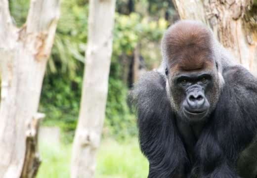 Gorilla at London Zoo